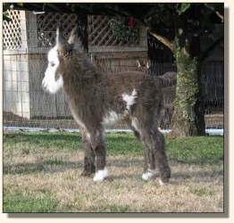 Wit's End Hallelujah, aka Hallie