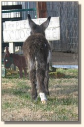 Wit's End Hallelujah, aka Hallie