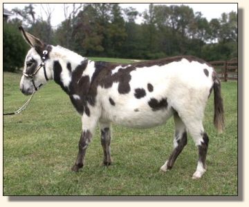 Heiken's Ark Sunflower