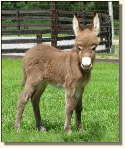 Wit's End Hoof Prince