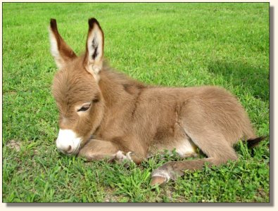 Wit's End Hoof Prince