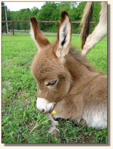 Wit's End Hoof Prince