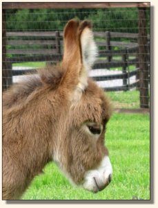 Wit's End Hoof Prince