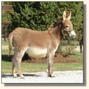 Hoof Prince October 2006