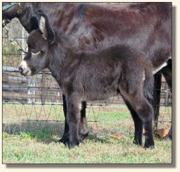 Wit's End Hotty Chocolate