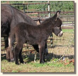 Wit's End Hotty Chocolate