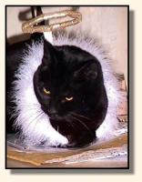 Irma, the Angel cat? (7408)