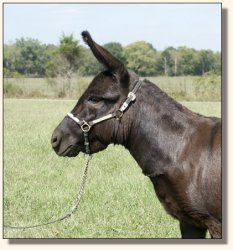 Sunset Acres Jitterbug