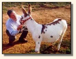 Our gelding, Jo Jo, & Bob (12,401 bytes)