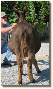 KiTerra's Miss Ebony