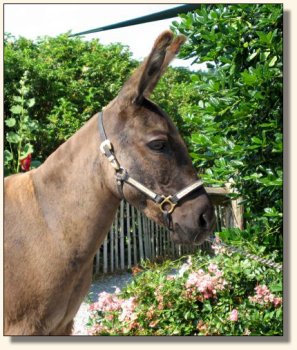 KiTerra's Miss Ebony