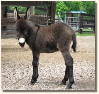 Wit's End Kiss Me Kate