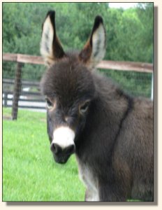 Wit's End Kiss Me Kate