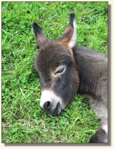 Wit's End Kiss Me Kate