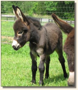 Wit's End Kiss Me Kate