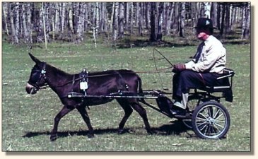 Komotion & Wayne Lyon during a Cross Country Competition