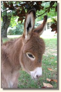 Wit's End Lotta Kurb Appeal aka Kurby