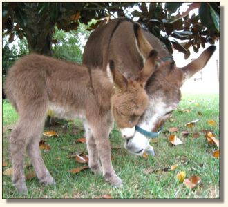 Wit's End Lotta Kurb Appeal aka Kurby