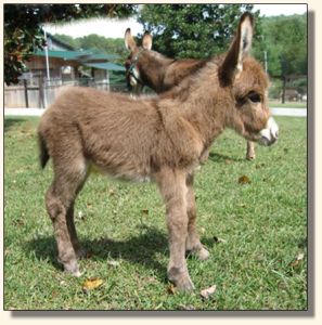 Wit's End Lotta Kurb Appeal aka Kurby