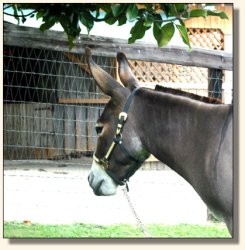 Pine Grove Farm's Lollipop