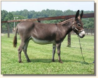 Pine Grove Farm's Lollipop