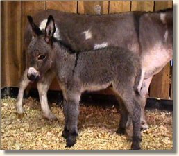 Wit's End Be-Bop-A-LuLa