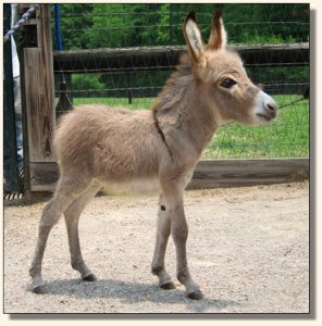 Wit's End Mayzie Day