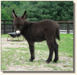 Wit's End McDreamy aka Dempsey