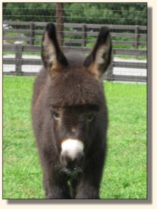 Wit's End McDreamy aka Dempsey