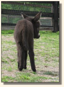 Wit's End McDreamy aka Dempsey