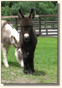 Wit's End McDreamy aka Dempsey