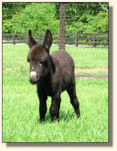 Wit's End McDreamy aka Dempsey