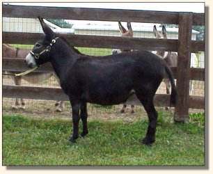 Click photo of miniature donkey to enlarge image
