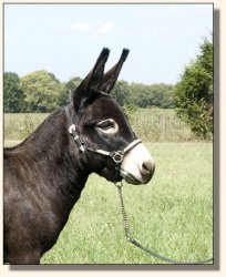 Click photo of miniature donkey to enlarge image