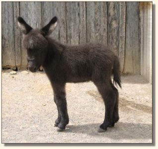 Wit's End Racer's Pace Car aka Pace