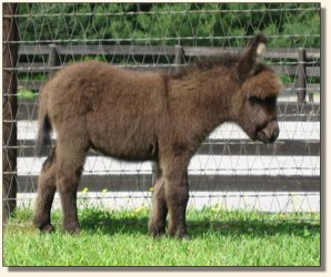 Wit's End Racer's Pace Car aka Pace