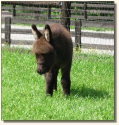 Wit's End Racer's Pace Car aka Pace