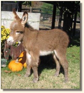 Wit's End Pennies From Heaven