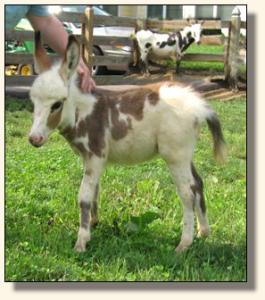 Windcrest Wears Prada