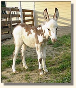 Windcrest Wears Prada