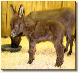 Wit's End El Presidente at one day of age! Photo by Sandy!