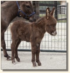 Wit's End El Presidente