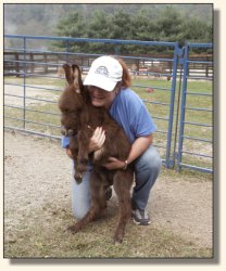 Wit's End El Presidente