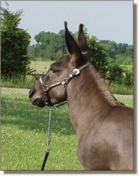 Sunset Acres Racer (12,802 bytes)