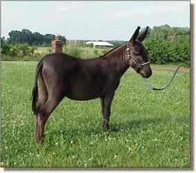 Sunset Acres Racer (19,467 bytes)