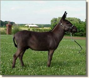 Sunset Acres Racer (17,229 bytes)