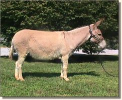 Springlake Rose Bud, miniature donkey brood jennet (15,664 bytes)