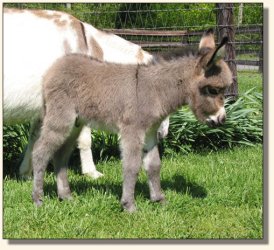 Wit's End Ruff-N-Ready