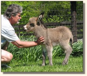 Wit's End Ruff-N-Ready