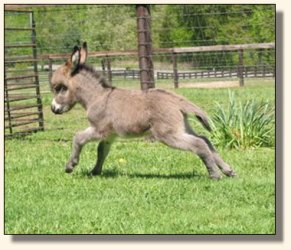 Wit's End Ruff-N-Ready